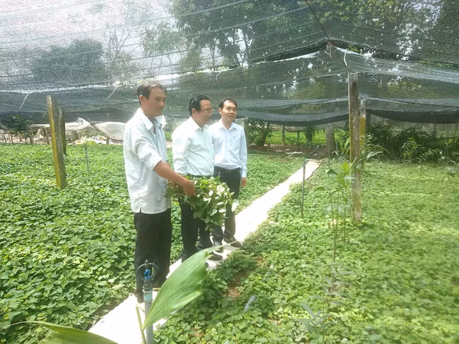 Trang trại trồng rau diếp cá cho tiền tỷ của ông Tám Sẵn, xã Phước Lâm, huyện Cần Giuộc, tỉnh Long An.