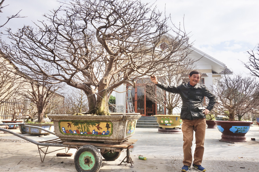 Cây mai có hình hài độc đáo được ông yêu quý đặt tên là “Phu thê”.