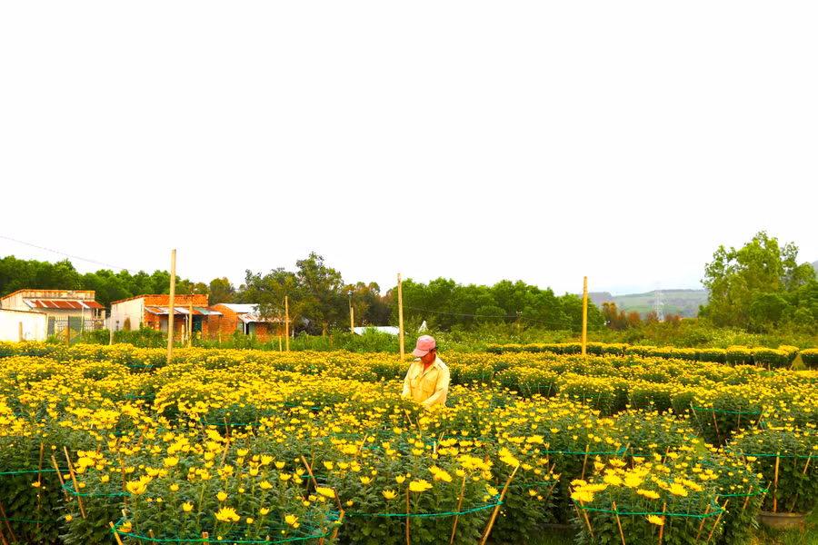 Ngày Tết đến cận kề nhưng hàng ngàn chậu cúc của hội viên Nông hội hoa, cây cảnh An Khê vẫn còn nằm ở khu đất-nơi tập trung trồng hoa. Ảnh Ngọc Minh 