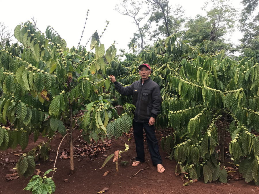 Ông Nguyễn Văn Thành bên vườn cà phê đang bắt đầu bung hoa. Ảnh: Nguyễn Diệp