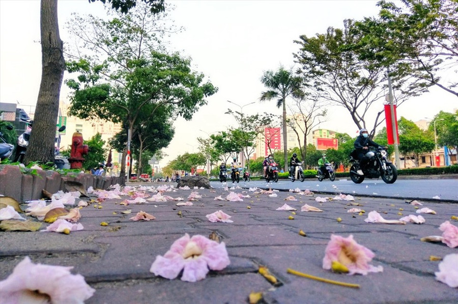 Hoa nở nhanh và cũng mau tàn nên xác hoa thường nhuộm tím các đoạn vỉa hè. Hoa nở nhanh và cũng mau tàn nên xác hoa thường nhuộm tím các đoạn vỉa hè.