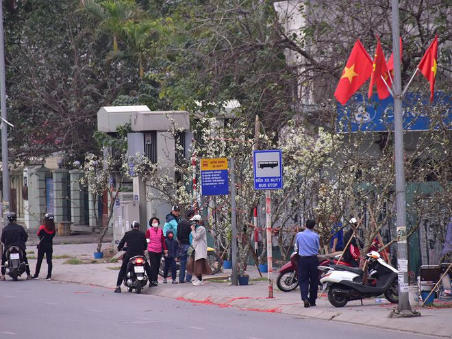 Góc bày bán hoa lê trên vỉa hè đường Nghi Tàm chiều mùng 6 tết - Ảnh: Lam Phong Góc bày bán hoa lê trên vỉa hè đường Nghi Tàm chiều mùng 6 tết - Ảnh: Lam Phong