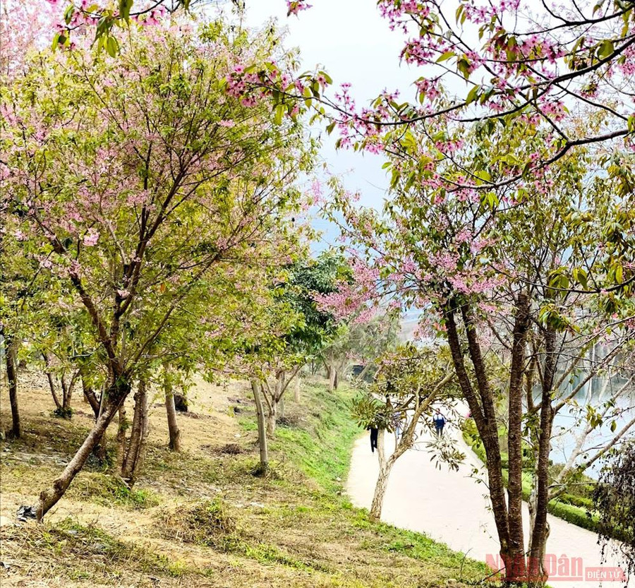 Hoa đào cũng bắt đầu nở ở Bắc Hà