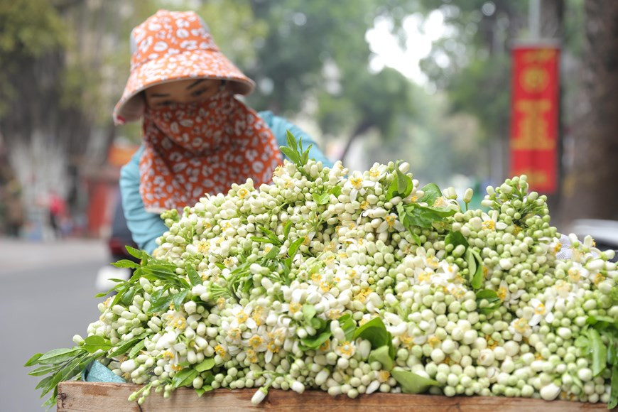 Hương hoa bưởi thơm ngát. (Ảnh: Hoàng Hiếu/TTXVN) Hương hoa bưởi thơm ngát. (Ảnh: Hoàng Hiếu/TTXVN)
