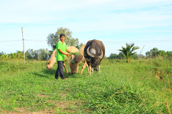 Những con trâu đen bóng là thành quả của việc vỗ béo Những con trâu đen bóng là thành quả của việc vỗ béo