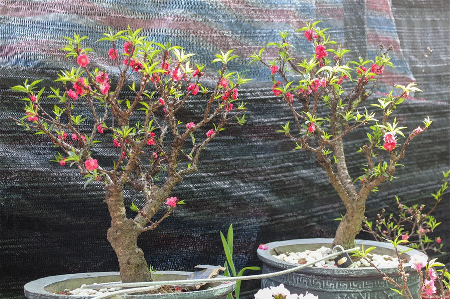  Đào thất thốn rất có giá trị kinh tế nên thường được người bán chằng dây khóa lại để bảo vệ, tránh mất cắp những cây đào giá trị này.