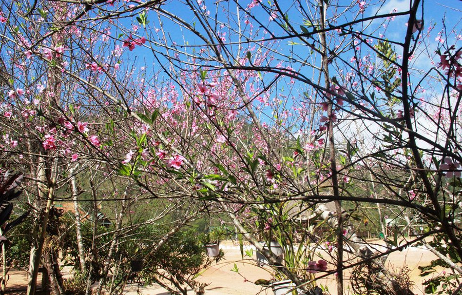 Sắc đào hồng phai rực rỡ. ẢNH: MẠNH CƯỜNG
