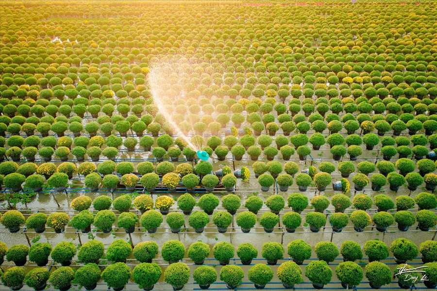 Để cây phát triển tốt nhất, các hộ trồng cây cần tưới nước mỗi ngày đảm bảo đất đủ ẩm, kết hợp với chế độ bón phân từng giai đoạn, hoa sẽ nở đều và đẹp hơn. (Ảnh: Thanh Duy)