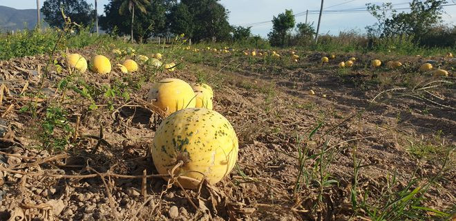 Giá dưa hấu quá thấp, thu hoạch bán không đủ trả tiền công nên nông dân để dưa hấu khô héo trên ruộng ẢNH: THIỆN NHÂN
