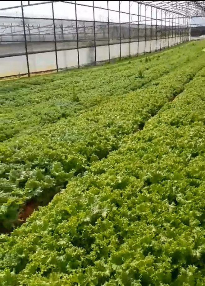 Vườn rau của ông Khuê trước khi cày bỏ. Ảnh: LÂM VIÊN