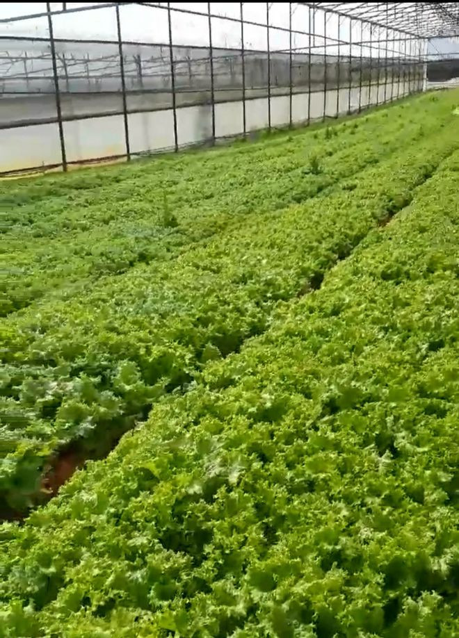 Vườn rau của ông Khuê trước khi cày bỏ. Ảnh: LÂM VIÊN