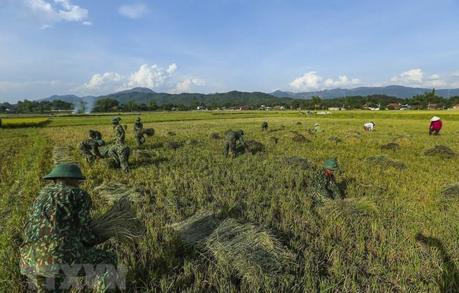 Cán bộ chiến sỹ Trung đoàn 82 thuộc Quân khu 2 giúp dân gặt lúa tại phường Thanh Trường, thành phố Điện Biên Phủ. (Ảnh: Phan Tuấn Anh/TTXVN)