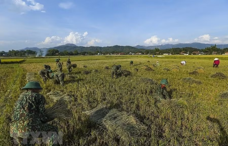 Cán bộ chiến sỹ Trung đoàn 82 thuộc Quân khu 2 giúp dân gặt lúa tại phường Thanh Trường, thành phố Điện Biên Phủ. (Ảnh: Phan Tuấn Anh/TTXVN)