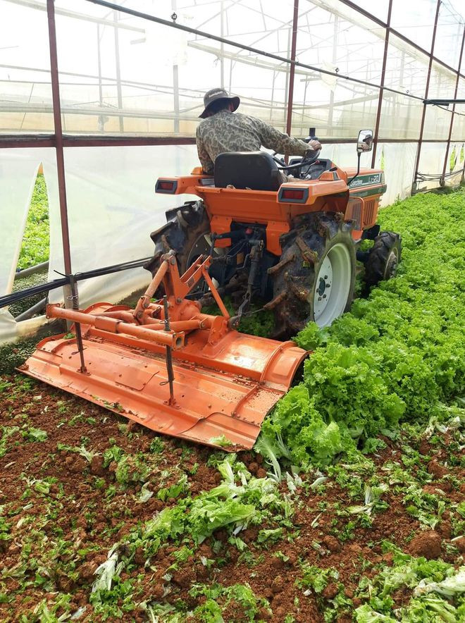 Nông dân Đà Lạt cày bỏ rau làm phân xanh do sản lượng dư thừa. Ảnh: LÂM VIÊN