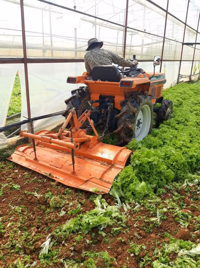 Nông dân Đà Lạt cày bỏ rau làm phân xanh do sản lượng dư thừa. Ảnh: LÂM VIÊN