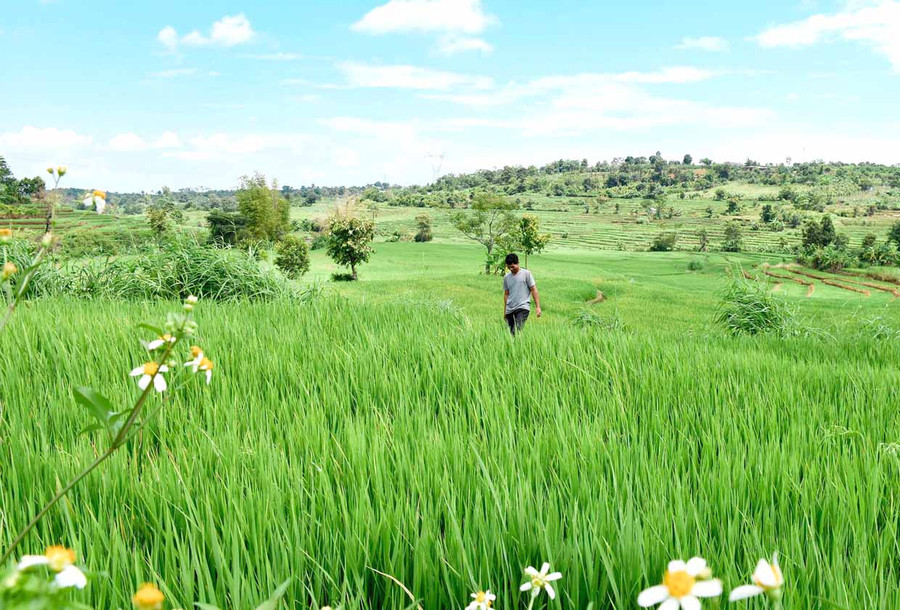 Những thửa ruộng bậc thang ở làng Hăng Ring (thị trấn Chư Sê) hấp dẫn du khách tham quan. Ảnh: Trần Dung Những thửa ruộng bậc thang ở làng Hăng Ring (thị trấn Chư Sê) hấp dẫn du khách tham quan. Ảnh: Trần Dung