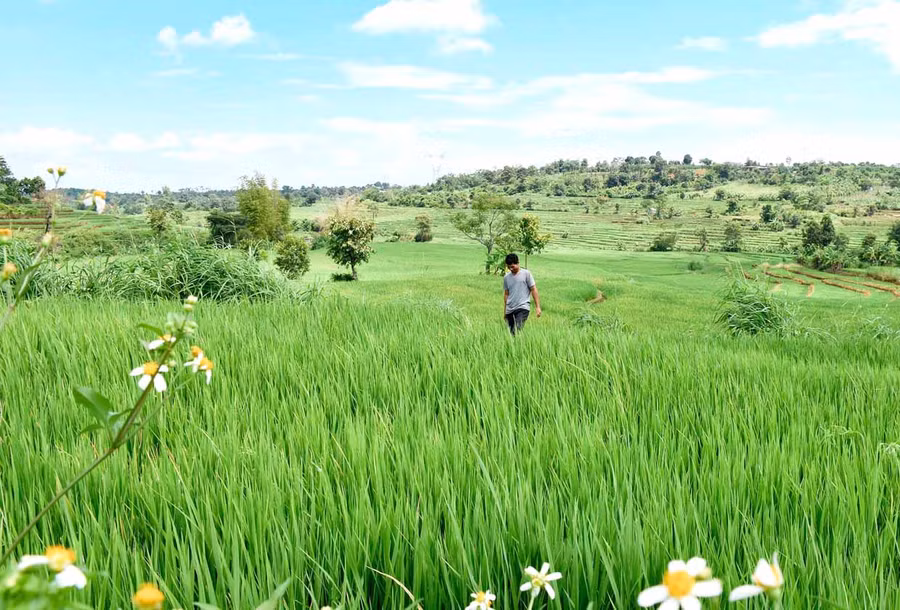 Những thửa ruộng bậc thang ở làng Hăng Ring (thị trấn Chư Sê) hấp dẫn du khách tham quan. Ảnh: Trần Dung