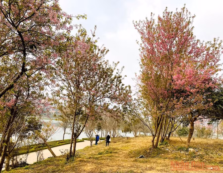 Vườn mai anh đào như trong phim ở công viên Na Cồ 