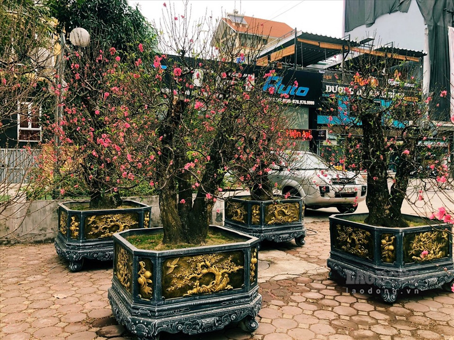 Những gốc đào to lớn, nhiều dáng, thế có tuổi đời khoảng 40-50 năm, thậm chí trăm năm, với giá thành cao đang được các thương lái bày bán trên dọc đường Võ Chí Công (Hà Nội) phục vụ nhu cầu mua sắm của người dân. Ảnh: Phương Duy Những gốc đào to lớn, nhiều dáng, thế có tuổi đời khoảng 40-50 năm, thậm chí trăm năm, với giá thành cao đang được các thương lái bày bán trên dọc đường Võ Chí Công (Hà Nội) phục vụ nhu cầu mua sắm của người dân. Ảnh: Phương Duy