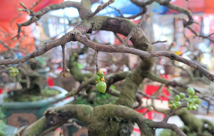 Theo chủ cửa hàng, mai được vận chuyển từ thị xã An Nhơ, Bình Định ra Thanh Hóa