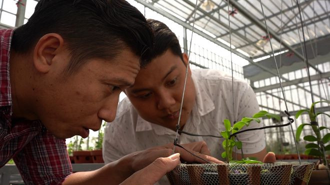 Lan cực kỳ “khó tính”, chỉ cần thay đổi hướng nắng là cây sựng lại, vì vậy phải chăm sóc rất tỉ mỉ. ẢNH: DUY TÂN