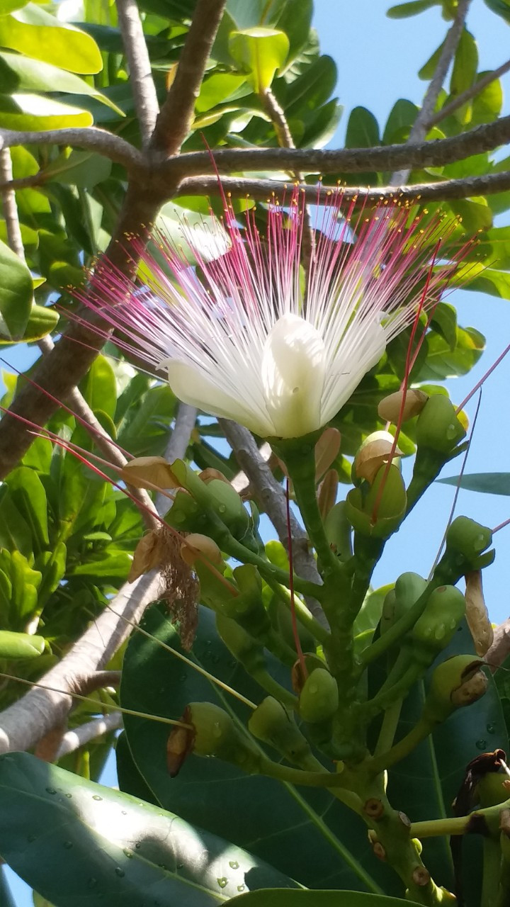 Hoa bàng vuông bung tỏa giữa vùng "chảo lửa" Krông Pa. Ảnh: Phương Duyên 2. Hoa bàng vuông bung tỏa giữa vùng