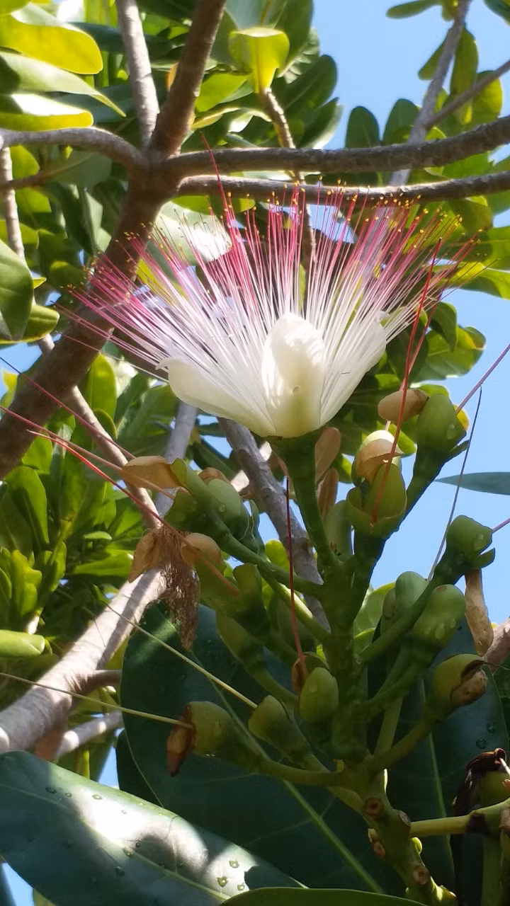 2. Hoa bàng vuông bung tỏa giữa vùng 