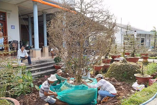 Các thợ bứng đang bó gốc một cây mai cổ thụ để đưa về nhà mới ẢNH: XUÂN PHÚC