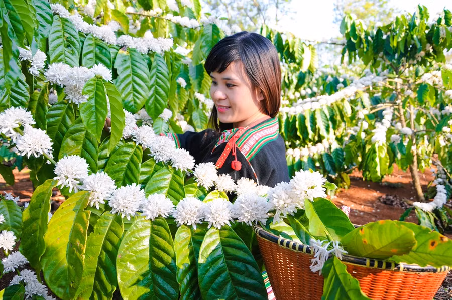 Hương sắc cà phê. Ảnh: Hữu Nguyên