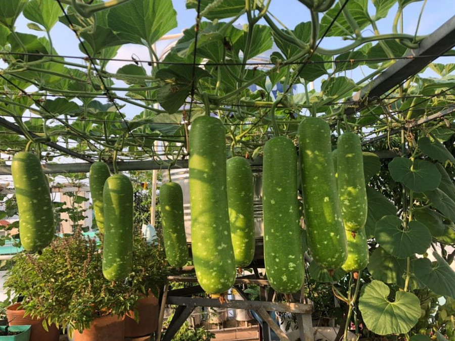  Vườn nông sản bội thu của chị Thương