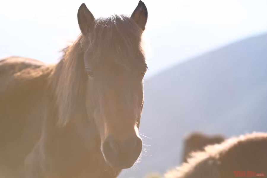  Những chú ngựa trên con đường 