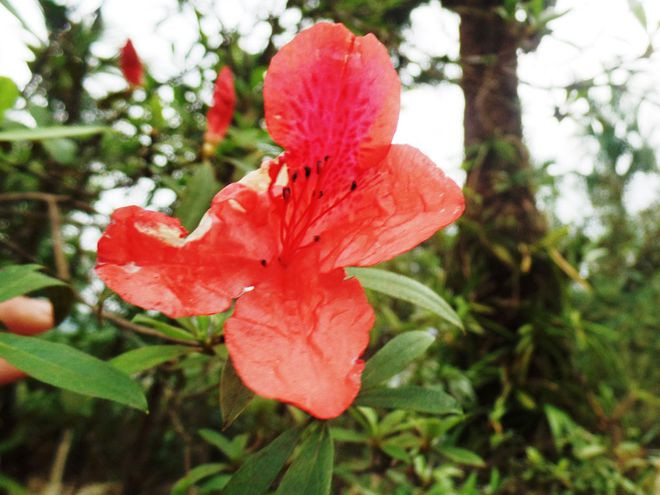 Để những bông A’reeng bung nở trong chậu từ năm này qua tháng nọ thì phải hiểu được “tính khí” của nó