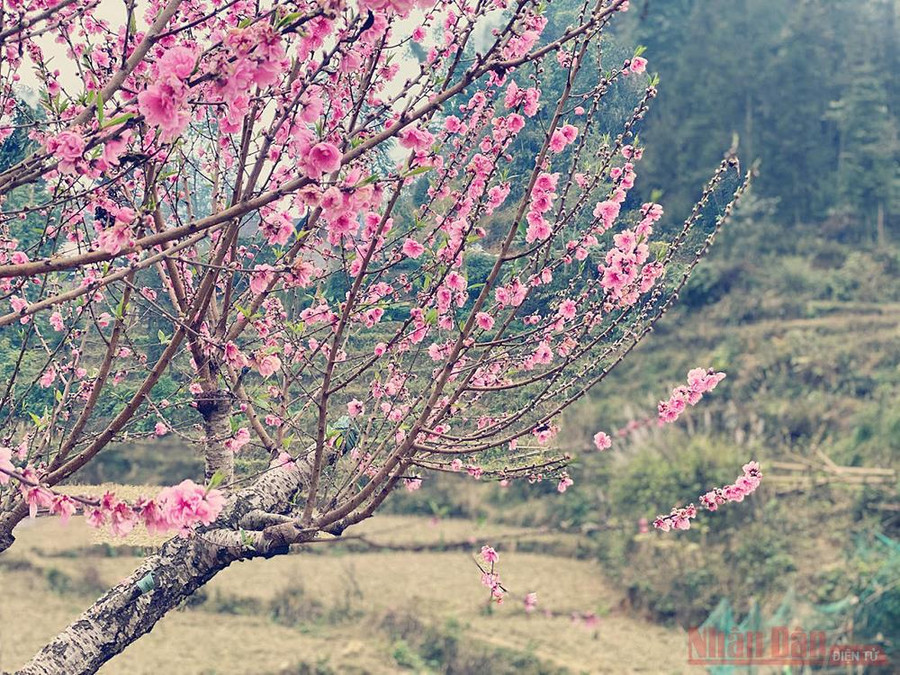 Một cành hoa đào cũng đã nở sớm