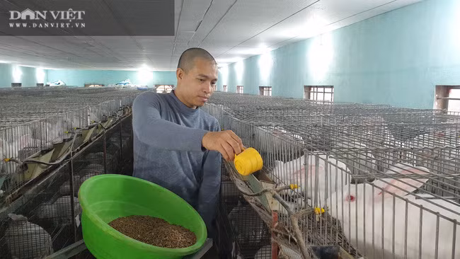 Trung bình mỗi tháng gia đình anh xuất bán 1,5 tấn thỏ thương phẩm, với giá dao động từ 75.000- 80.000 đồng/kg. Trung bình mỗi tháng gia đình anh xuất bán 1,5 tấn thỏ thương phẩm, với giá dao động từ 75.000- 80.000 đồng/kg.