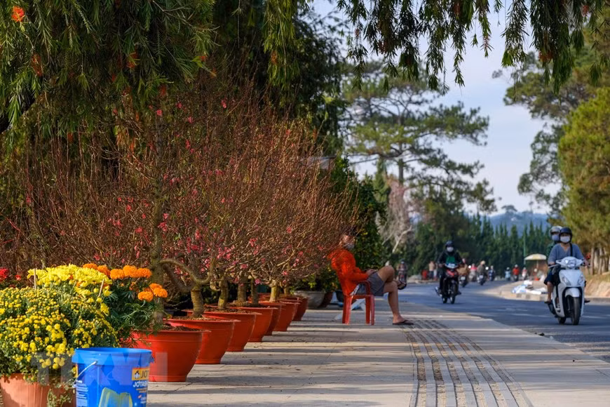 Hoa đào vẫn là loại hoa chủ lực được vận chuyển từ miền bắc vào Đà Lạt và các huyện lân cận bày bán. (Ảnh: Đặng Tuấn/TTXVN)