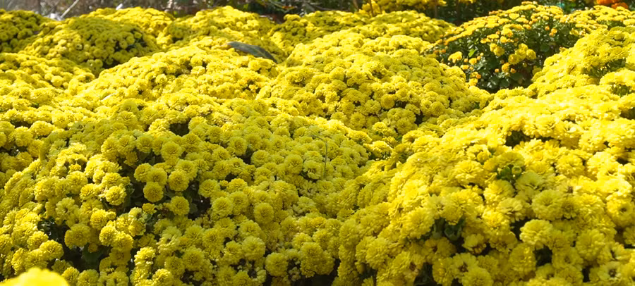 Vào dịp Tết cổ truyền ai cũng quan niệm rằng, ngày Tết nhà ai có càng nhiều hoa khoe sắc thì sẽ tràn ngập may mắn và hạnh phúc cả năm. Hoa cúc mâm xôi là biểu thị cho hạnh phúc đủ đầy, trọn vẹn và đầm ấm. Ngay cả trong cái tên “Mâm Xôi” cũng đã thể hiện ước muốn về cuộc sống no đủ, gia đình quây quần bên nhau trong ngày Tết.