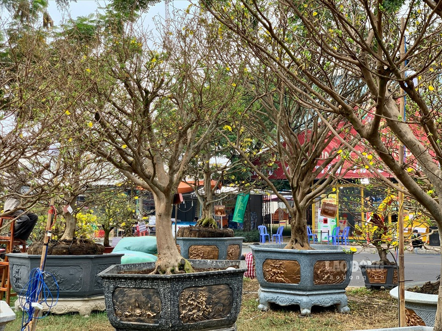  Theo anh N.V.H (Trà Vinh) - bán hàng tại gian hàng bày bán mai cổ thụ, năm ngoái gian hàng của anh từng bán được nhiều gốc mai cổ có giá vài tỉ. Tuy nhiên năm nay cho đến ngày 27 Tết lượng mai bán được đa số là những gốc vài chục năm tuổi có giá vài chục - vài trăm triệu đồng.