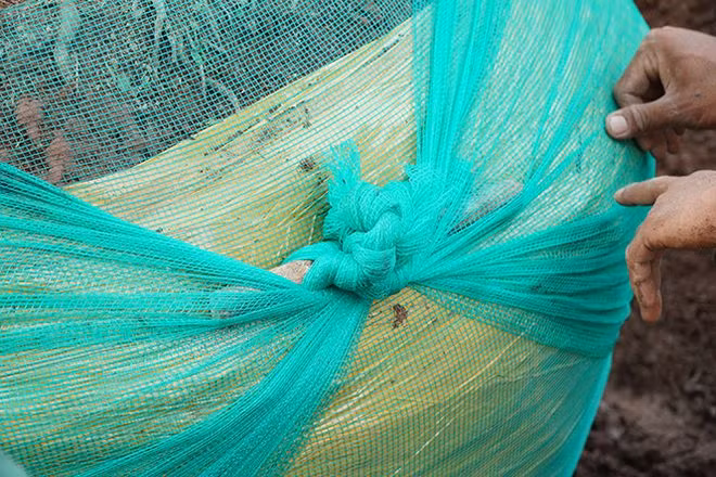 Gốc sau khi được quấn băng keo, gốc mai cổ thụ tiếp tục được bó chặt bằng hai lớp lưới ẢNH: XUÂN PHÚC