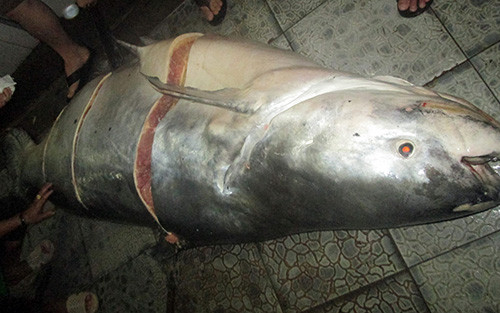 Cá tra dầu 230 kg được xẻ thịt trong sáng nay tại một nhà hàng lớn ở TP Long Xuyên. Ảnh: A.X