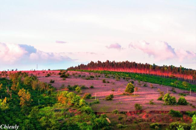 Cỏ hồng một màu tím ngắt khi hoàng hôn buông xuống.