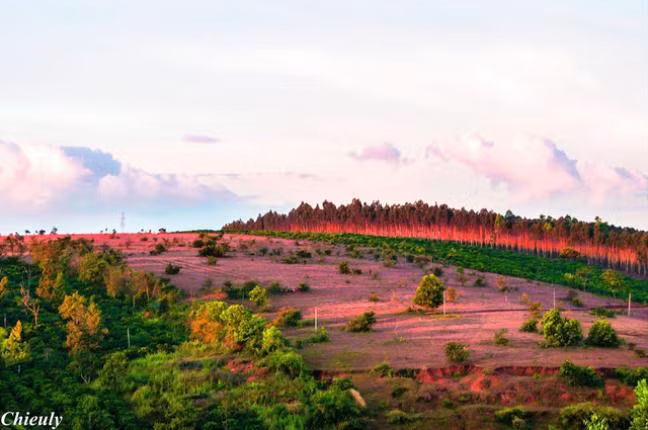 Cỏ hồng một màu tím ngắt khi hoàng hôn buông xuống.