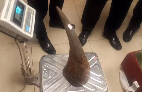 Có chiếc sừng nặng tới 7 kg.