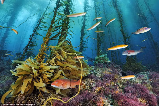 Đàn cá nhiều màu sắc bơi lội tung tăng qua một rừng tảo thuộc Cortes Banks, Thái Bình Dương.