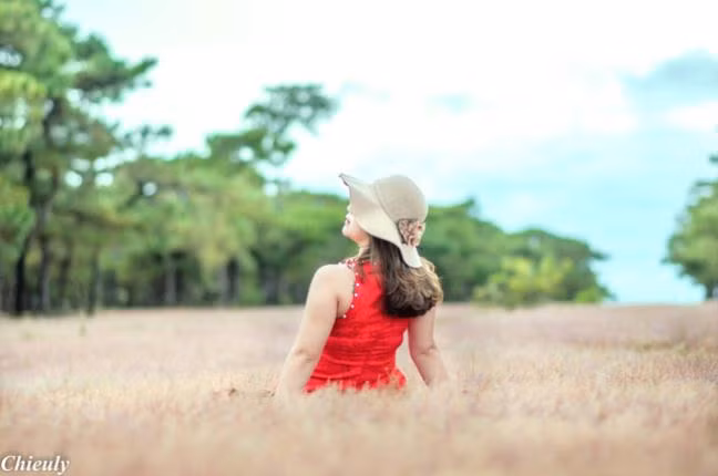 Cỏ hồng như thảm lụa.