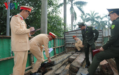 Lực lượng chức năng kiểm đếm gỗ lậu trên xe ô tô BKS 37C-02446. Lực lượng chức năng kiểm đếm gỗ lậu trên xe ô tô BKS 37C-02446.