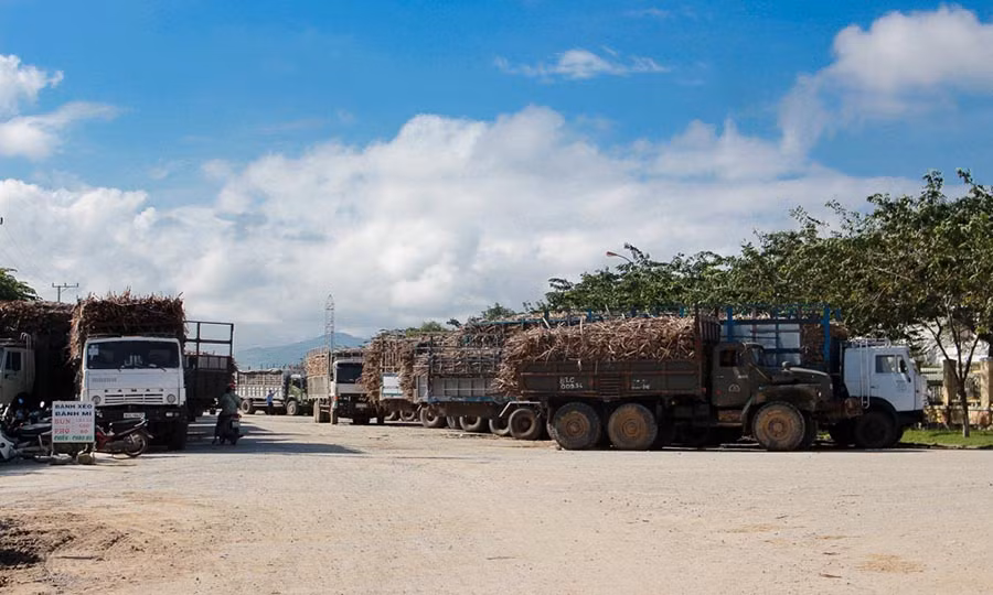 Khoảng 80% lượng mía hư hỏng đã được tập kết về trước Nhà máy chờ ép. Ảnh: H.T