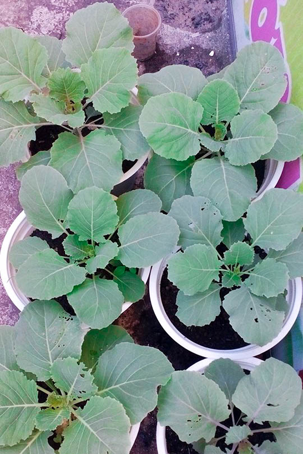 Bắp cải hoa hồng được nhiều người ưa chuộng cho dịp Tết năm nay. Ảnh: Trần Dung Bắp cải hoa hồng được nhiều người ưa chuộng cho dịp Tết năm nay. Ảnh: Trần Dung