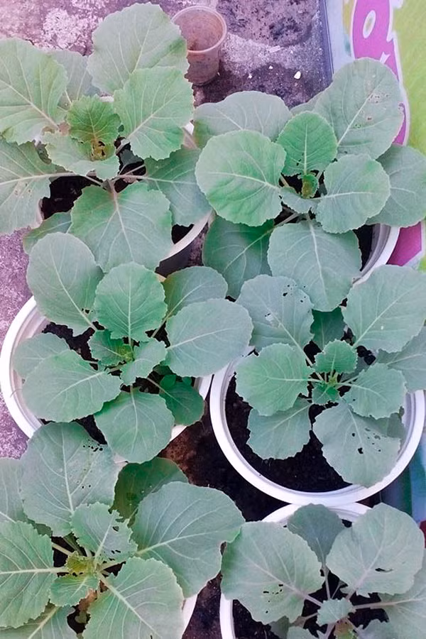 Bắp cải hoa hồng được nhiều người ưa chuộng cho dịp Tết năm nay. Ảnh: Trần Dung