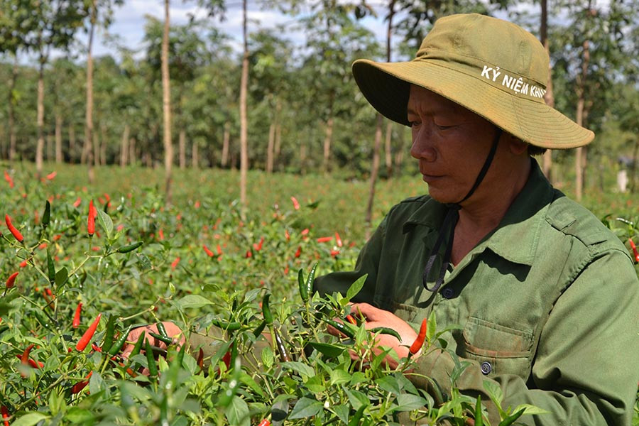  Nông dân phấn khởi thu hoạch ớt. Ảnh: N.T