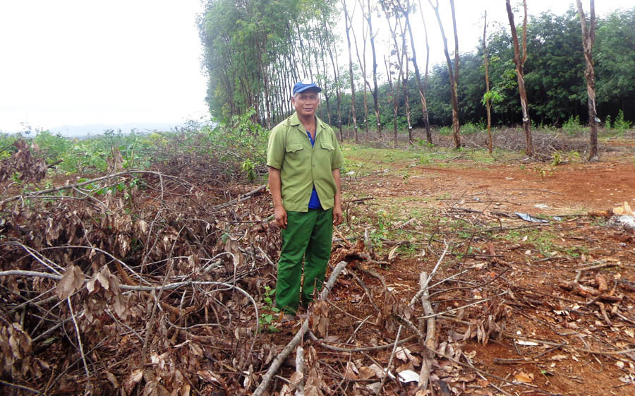  Ông Ksor Huen, xã Ia O, huyện Ia Grai đã chặt bỏ vườn ccây cao su của mình bán cho thương lái. Ảnh: M.N